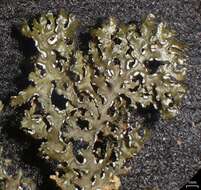 Image of melanelia lichen