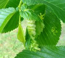 Image of Woolly aphids