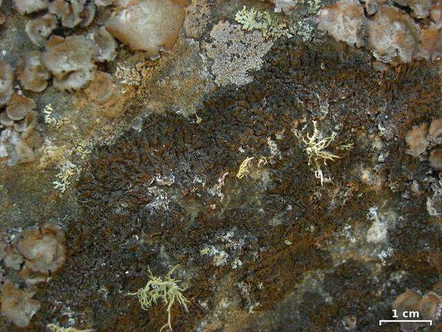 Image of disjuct melanelia lichen