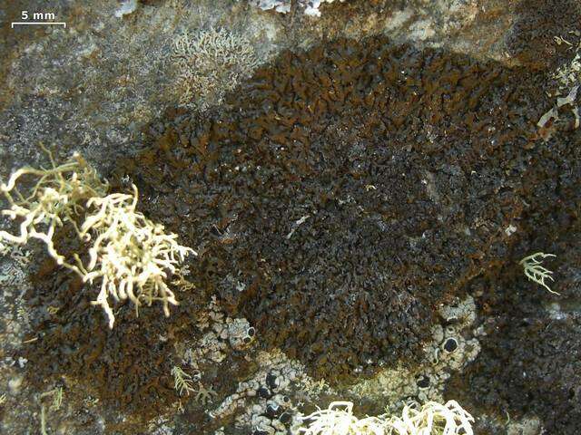 Image of disjuct melanelia lichen