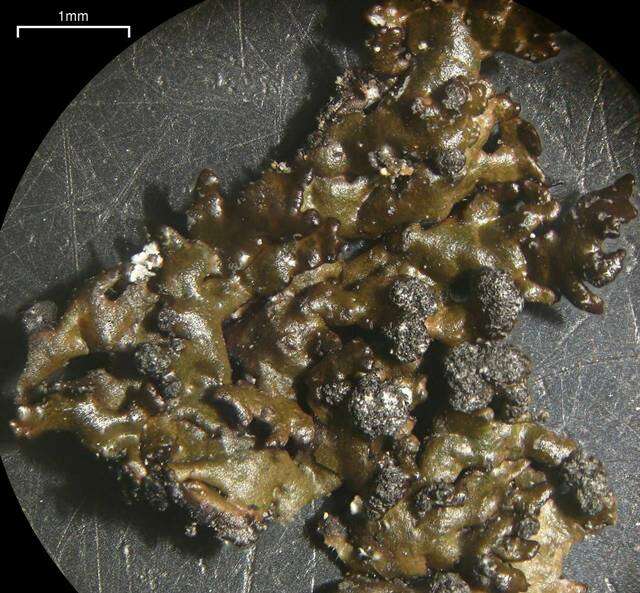 Image of disjuct melanelia lichen