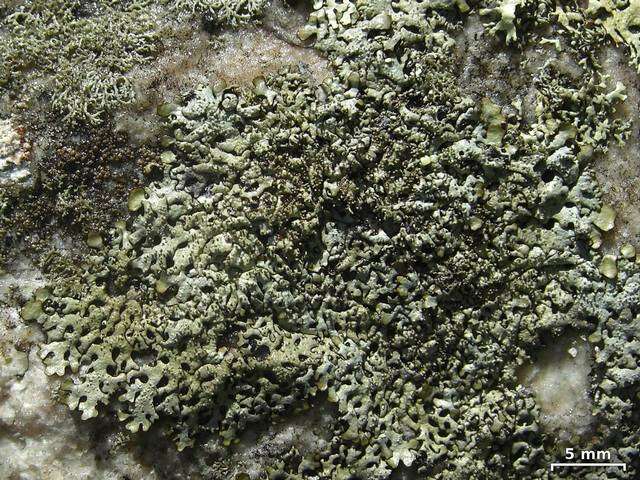 Image of myelochroa lichen