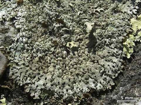 Image of myelochroa lichen