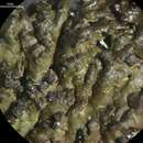 Image of disjuct melanelia lichen