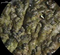 Image of disjuct melanelia lichen