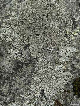 Image of myelochroa lichen