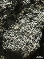 Image of myelochroa lichen