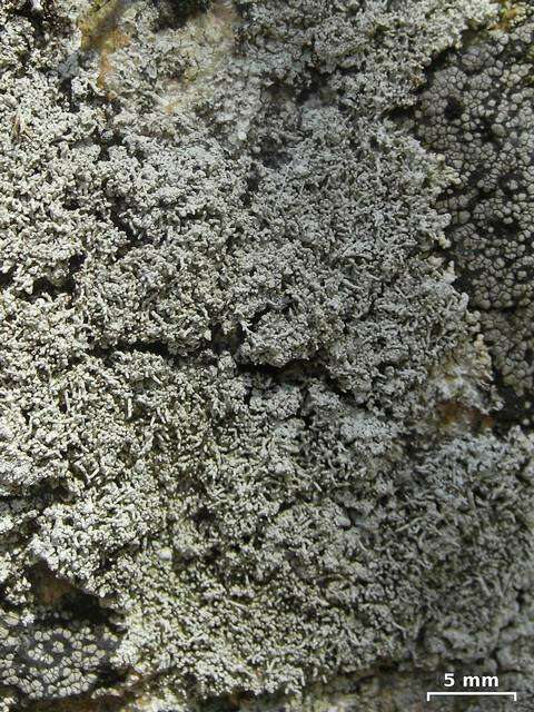 Image of Yasuda's crabseye lichen