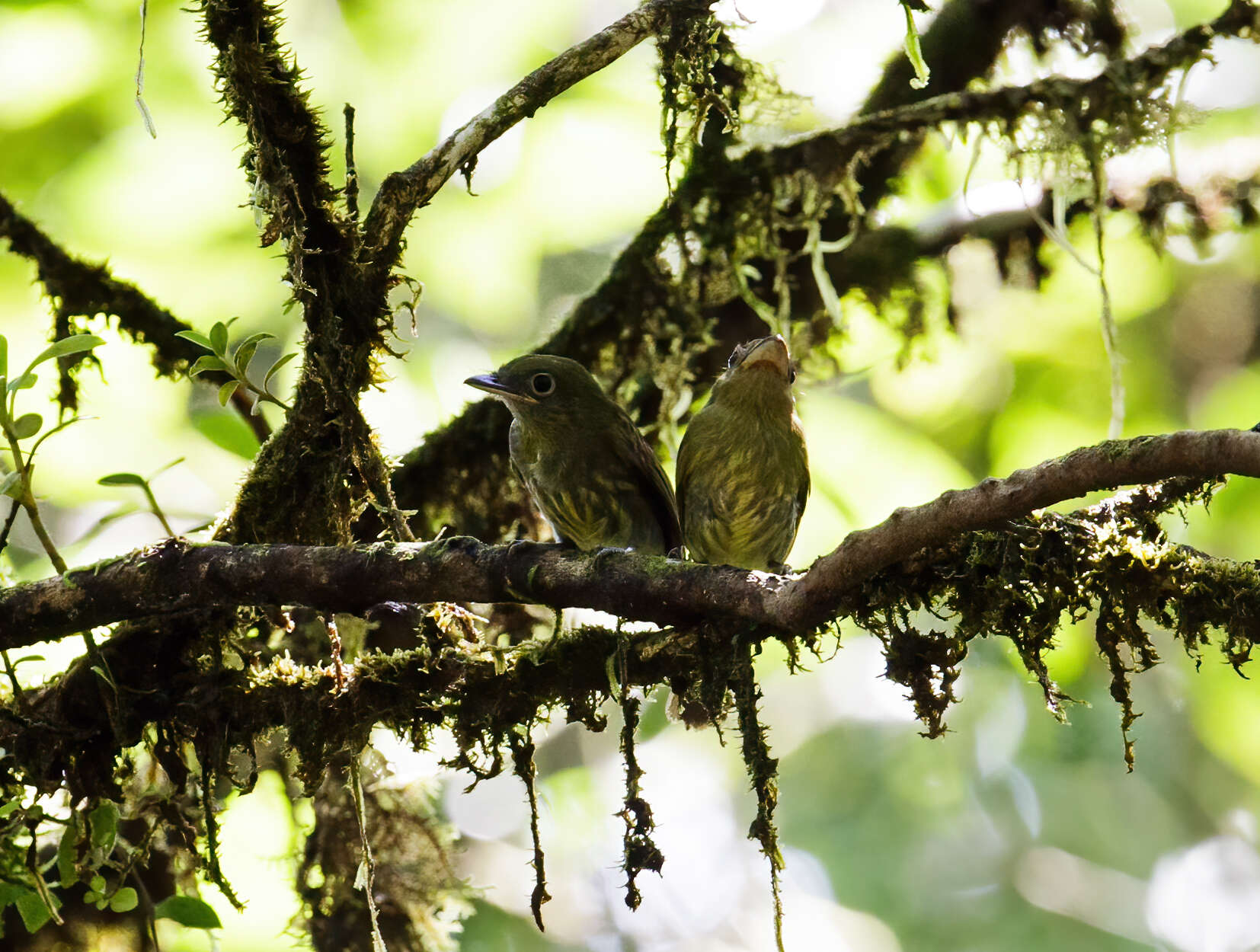 Image of Pacific Flatbill