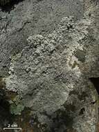 Image of Yasuda's crabseye lichen