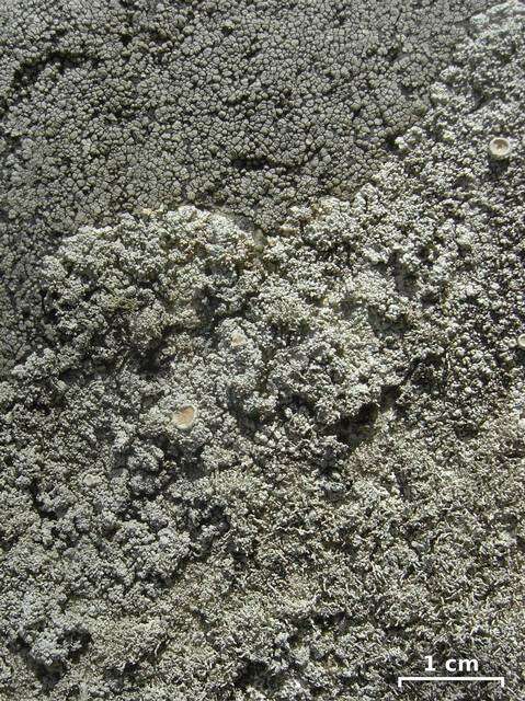 Image of Yasuda's crabseye lichen