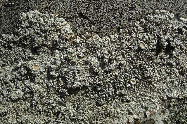 Image of Yasuda's crabseye lichen