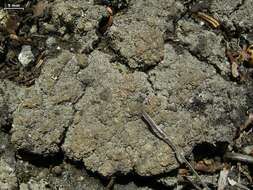 Image of trapeliopsis lichen