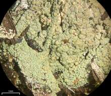 Image of trapeliopsis lichen