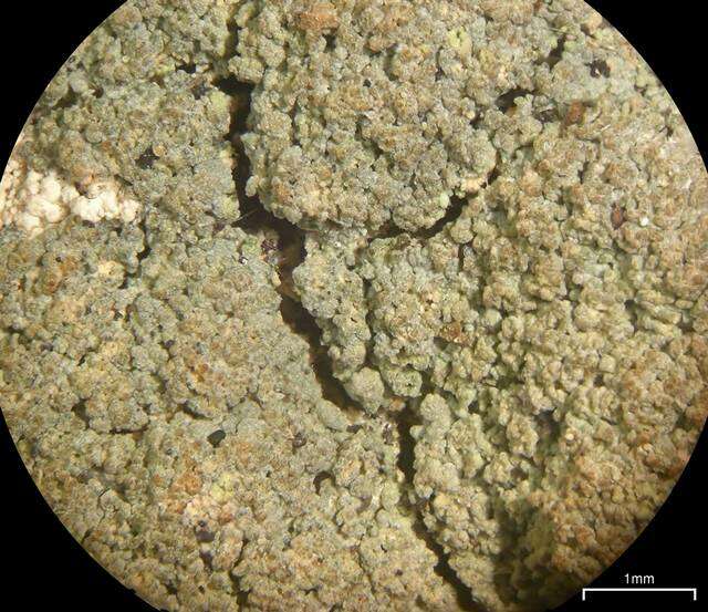 Image of trapeliopsis lichen