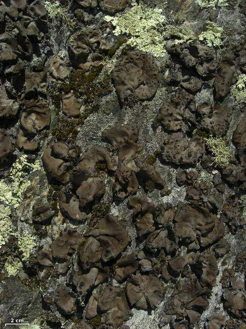 Image of Muehlenberg's navel lichen