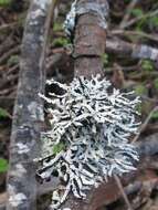 Image of Forked tube lichen