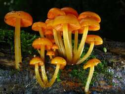 Image of Mycena leaiana (Berk.) Sacc. 1891