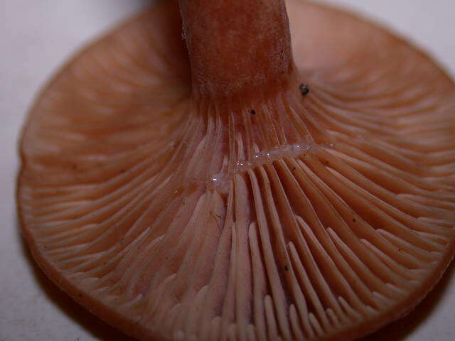 Image of Lactarius rubidus (Hesler & A. H. Sm.) Methven 2013