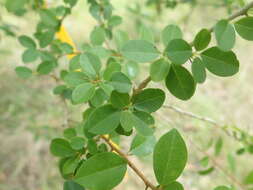 Image of Cudrania cochinchinensis (Lour.) Yakuro Kudo & Masamune