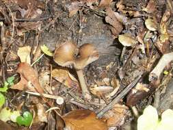 Image of Psilocybe ovoideocystidiata Guzmán & Gaines 2007