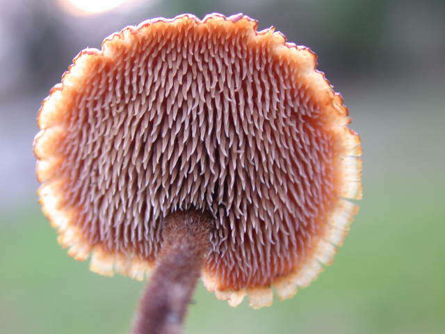 Image of Auriscalpiaceae