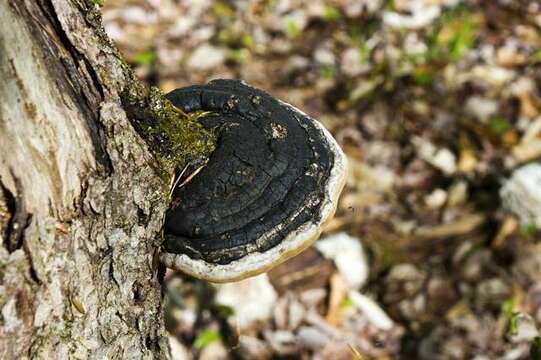 Image of Phellinus