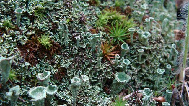 Image of cup lichen