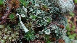 Image of cup lichen