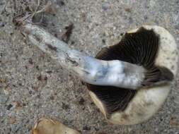 Image of Psilocybe ovoideocystidiata Guzmán & Gaines 2007