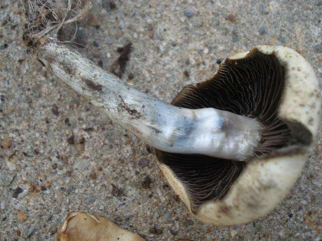 Image of Psilocybe ovoideocystidiata Guzmán & Gaines 2007