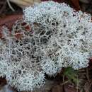 Image of Evans' reindeer lichen