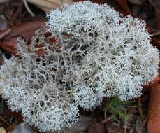 Image of Evans' reindeer lichen