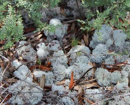 Слика од Cladonia evansii Abbayes