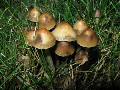 Image de Psilocybe cyanofibrillosa Guzmán & Stamets 1980