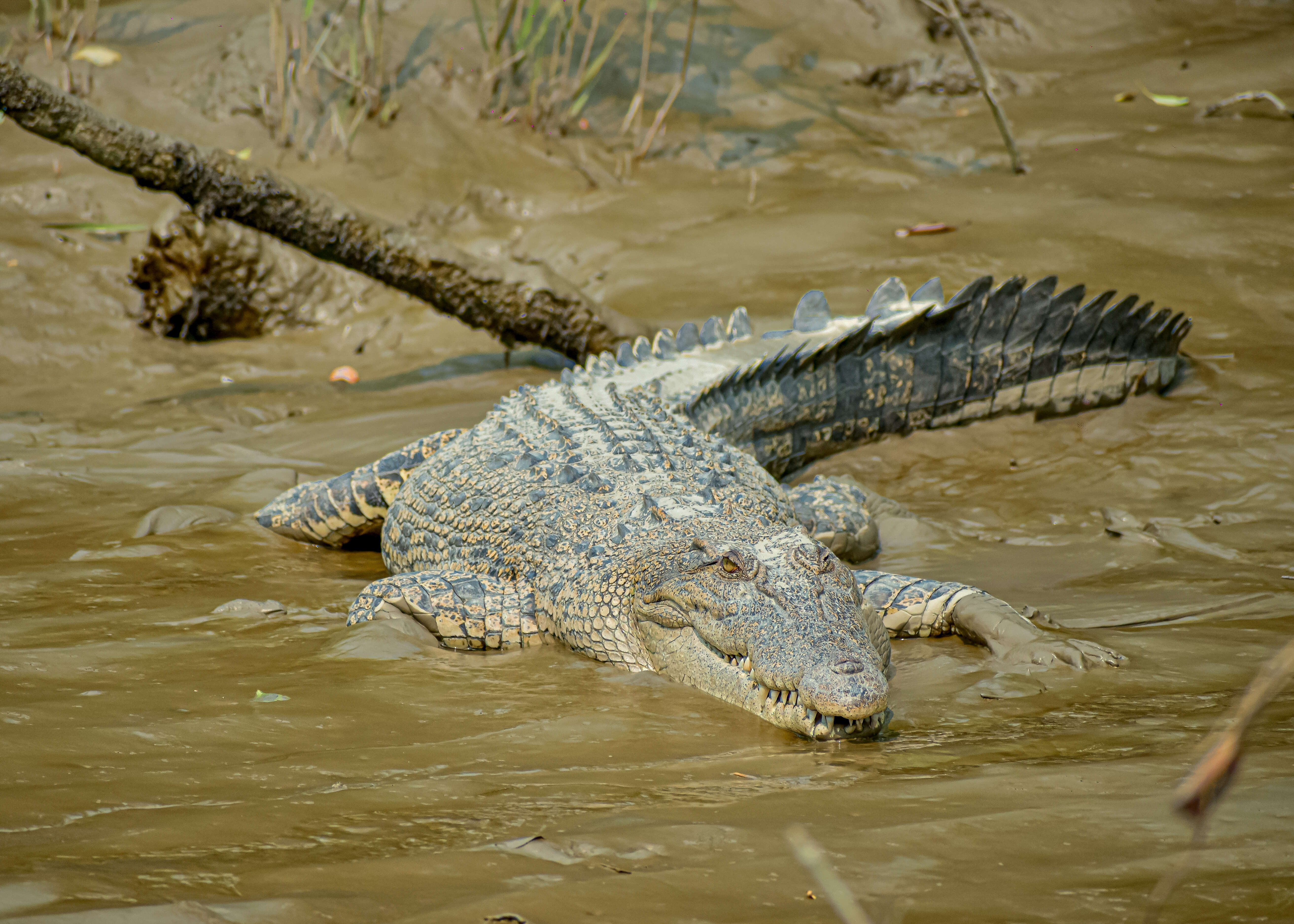 Crocodilia resmi