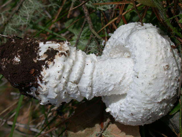 Plancia ëd Amanita smithiana Bas 1969