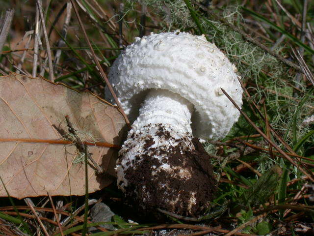 Plancia ëd Amanita smithiana Bas 1969