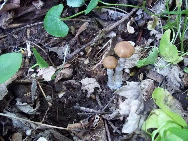 Image of Psilocybe ovoideocystidiata Guzmán & Gaines 2007