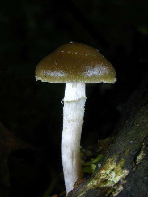 Image of Psilocybe ovoideocystidiata Guzmán & Gaines 2007