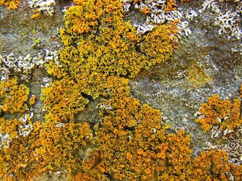 Sivun Xanthomendoza weberi (S. Kondr. & Kärnefelt) L. Lindblom kuva