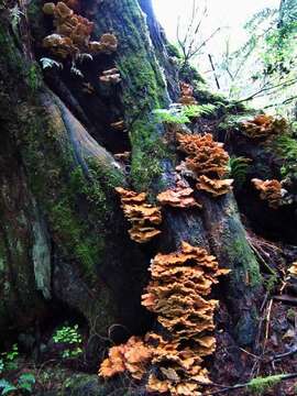 Image of Laetiporus