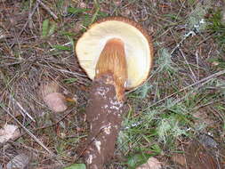 Image of Boletus fibrillosus Thiers 1975