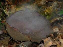 Image of cup fungi