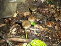 Image of Psilocybe ovoideocystidiata Guzmán & Gaines 2007