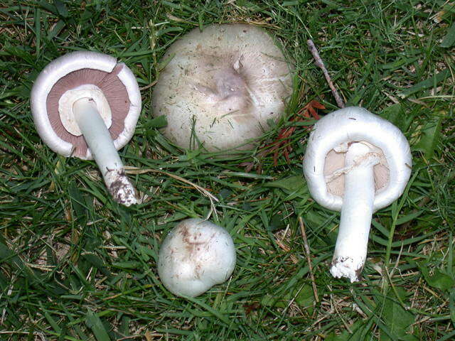 Imagem de Agaricus californicus Peck 1895