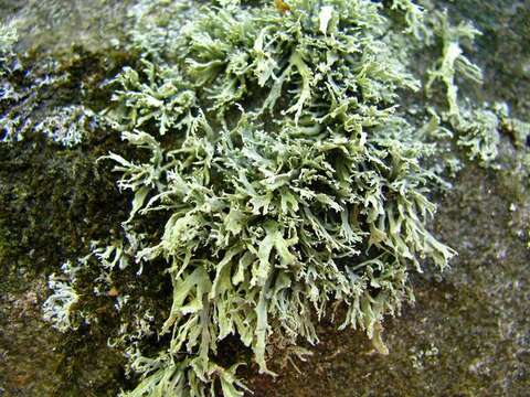 Image of intermediate cartilage lichen