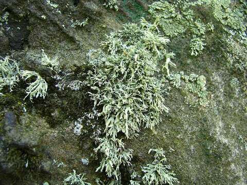 Image of intermediate cartilage lichen