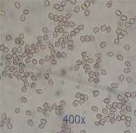 Image of Entoloma vernum S. Lundell 1937