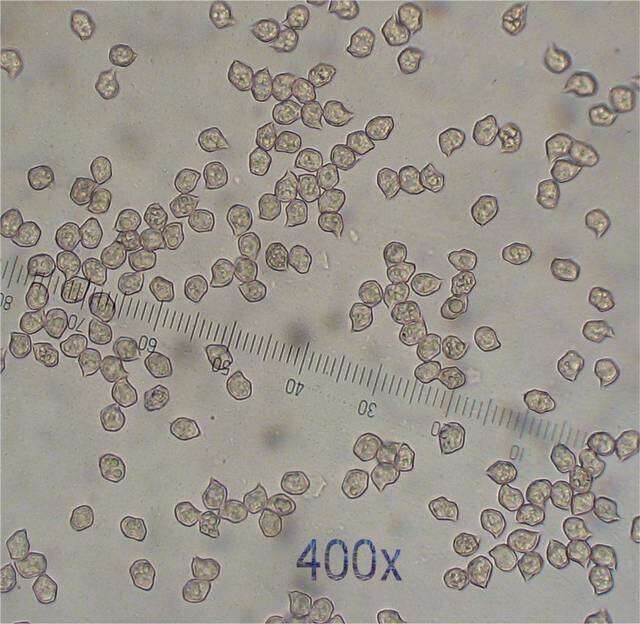 Image of Entoloma vernum S. Lundell 1937